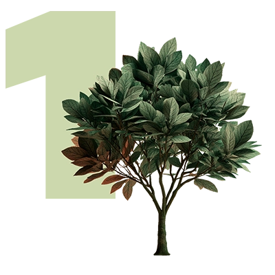 Ein grüner Baum mit dichtem Laubwerk