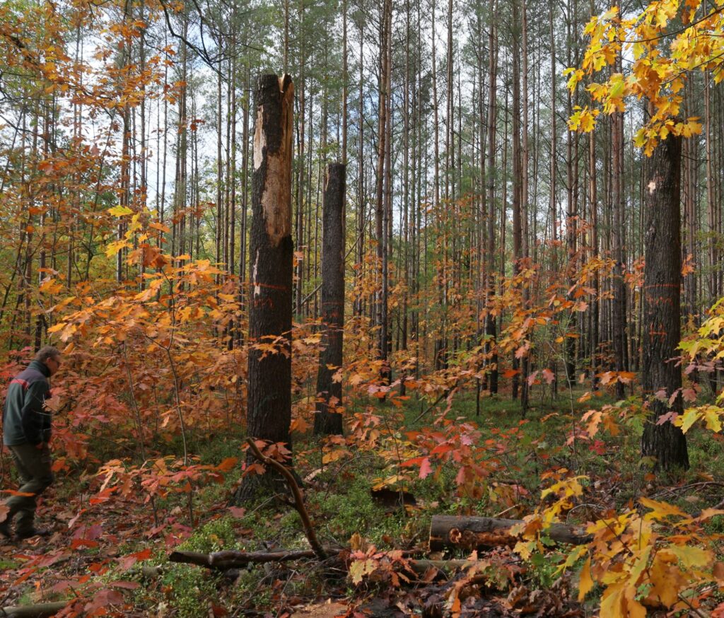Blick in ein Waldstück mit markanter Herbstfärbung des Laubes