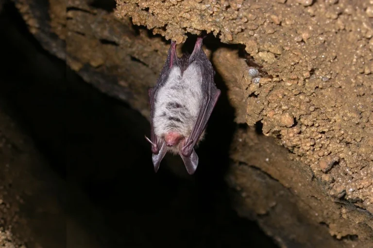 hängende Bechsteinfledermaus, vermutlich im Winterquartier
