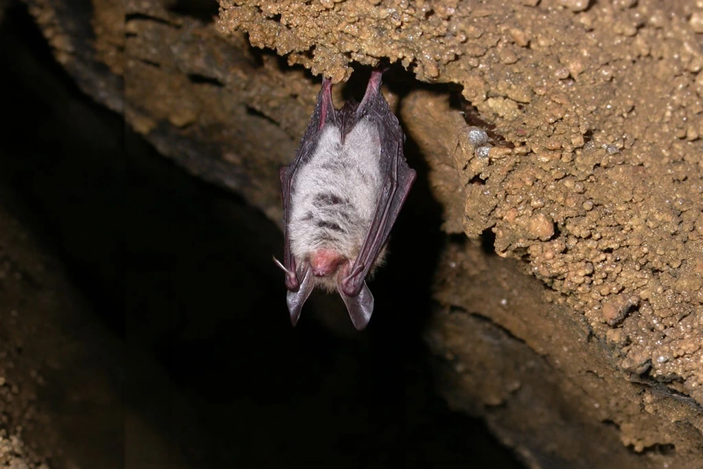hängende Bechsteinfledermaus, vermutlich im Winterquartier