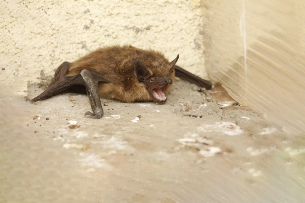 Nahaufnahme einer liegenden Breitflügelfledermaus