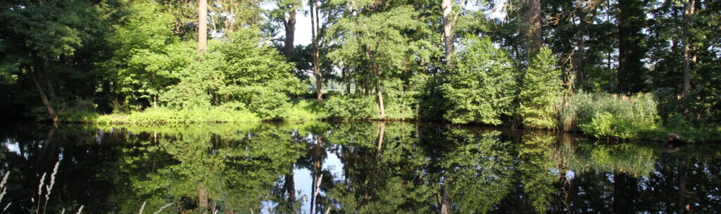 Spiegelung des Baumbestandes in einem Teich im Schlosspark Sonnewalde