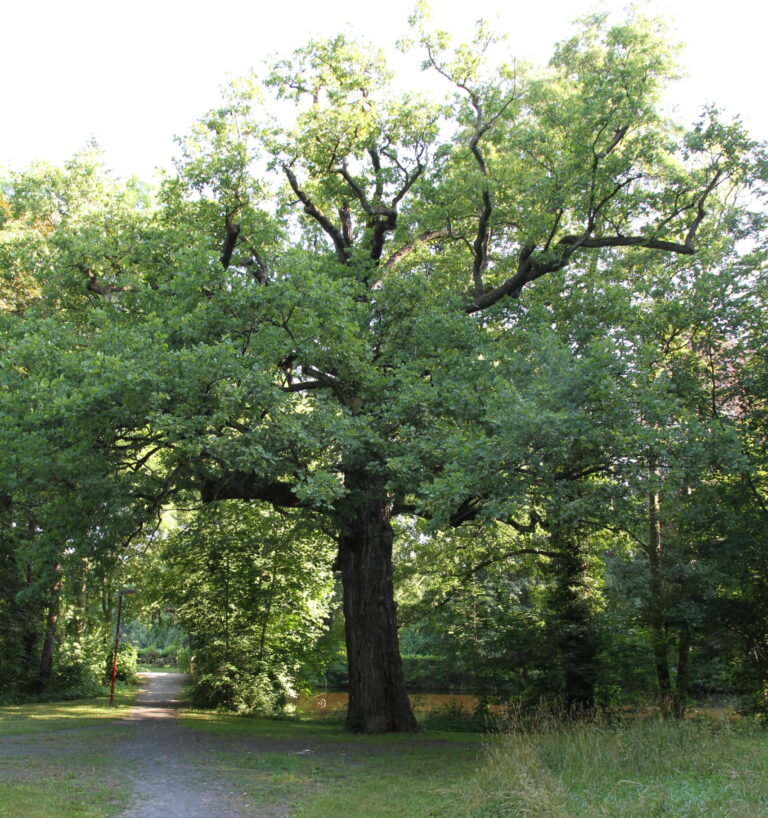 Blick auf eine große Eiche im Schlosspark Sonnewalde