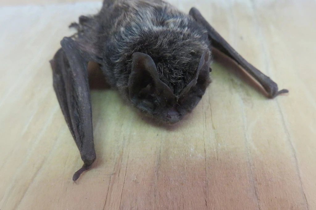 Nahaufnahme einer Mopsfledermaus