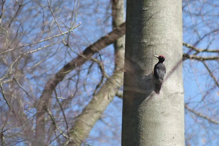 Schwarzspecht an Rot-Buche