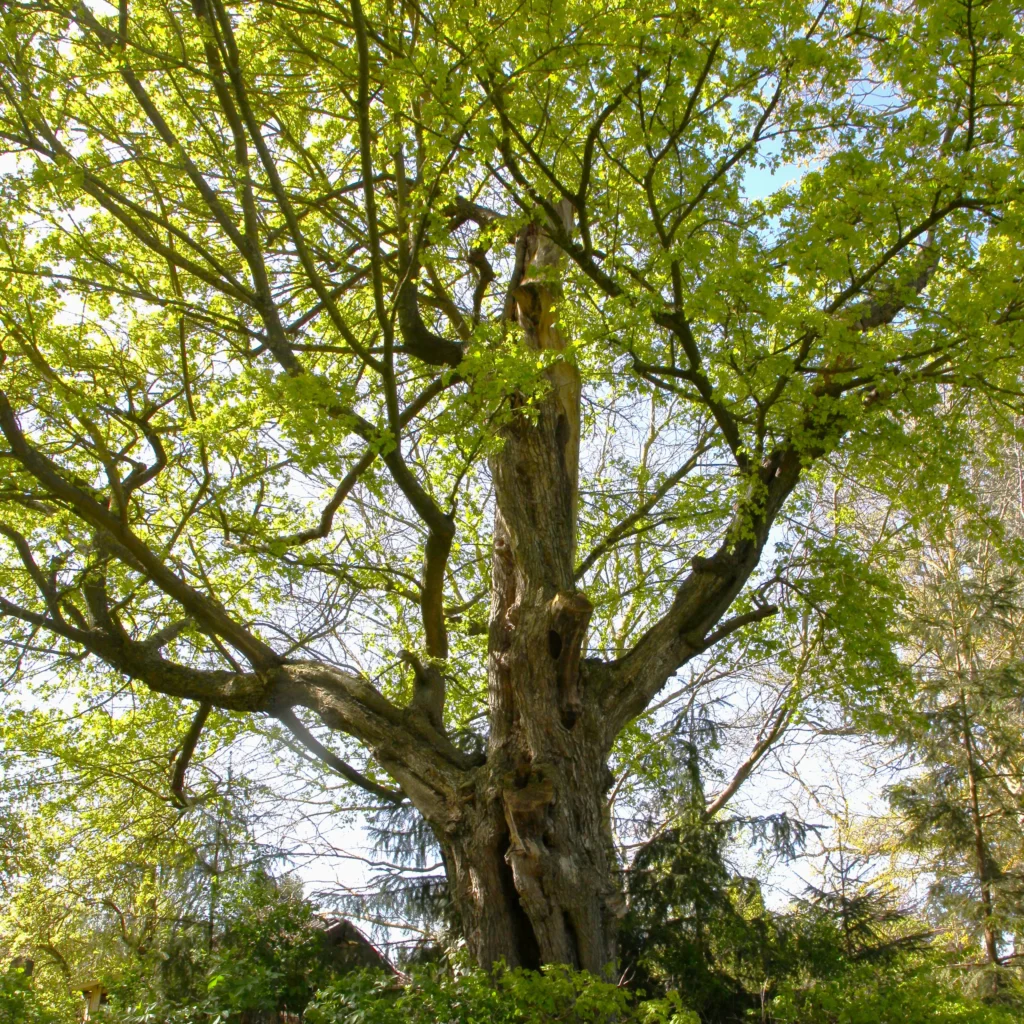 Ein Auffälliger Höhlenbaum in einem Stadtpark