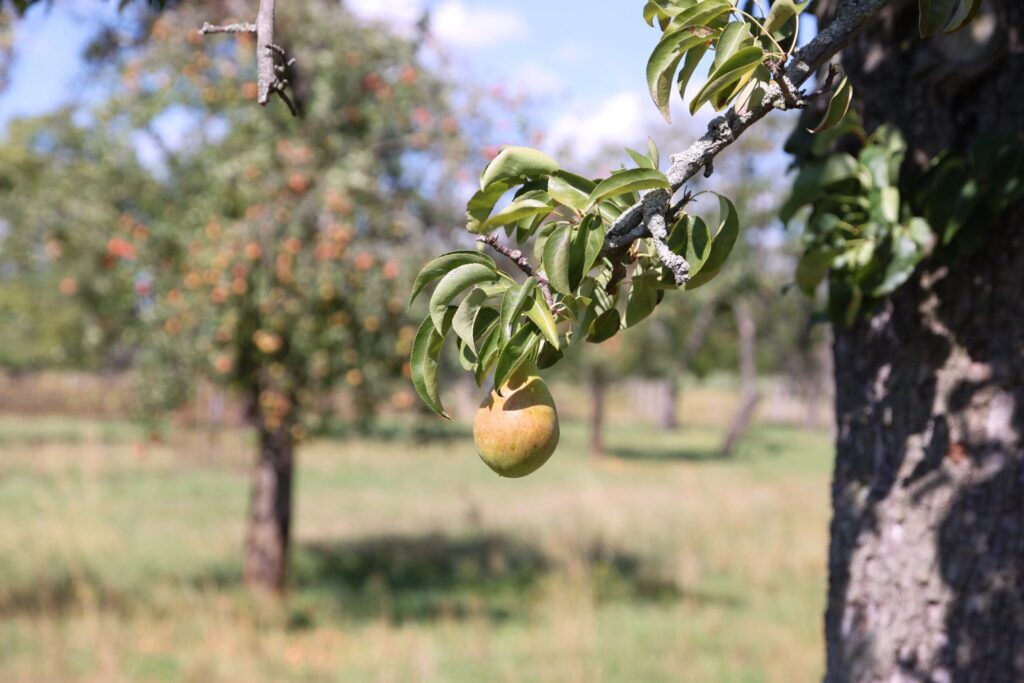 Sicht auf reife Obstbäume