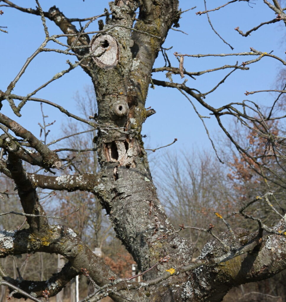 Bild eines angesägten hohlen Astes, ein potenzielles Habitat, z.B. für Vögel