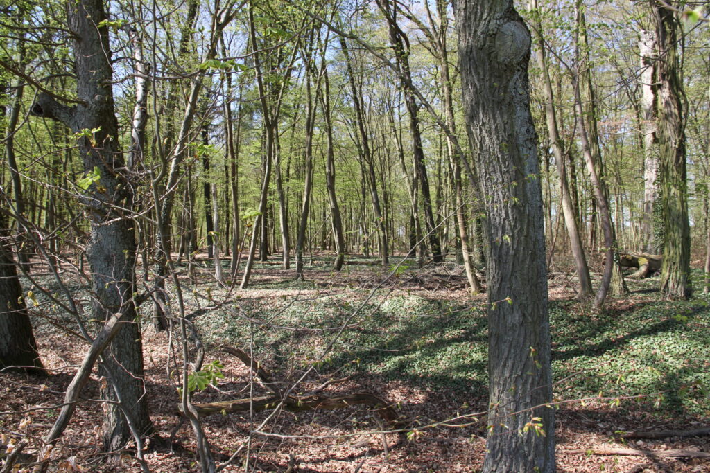 Blick durch einen strukturreichen Laubwald während des Laubaustriebs