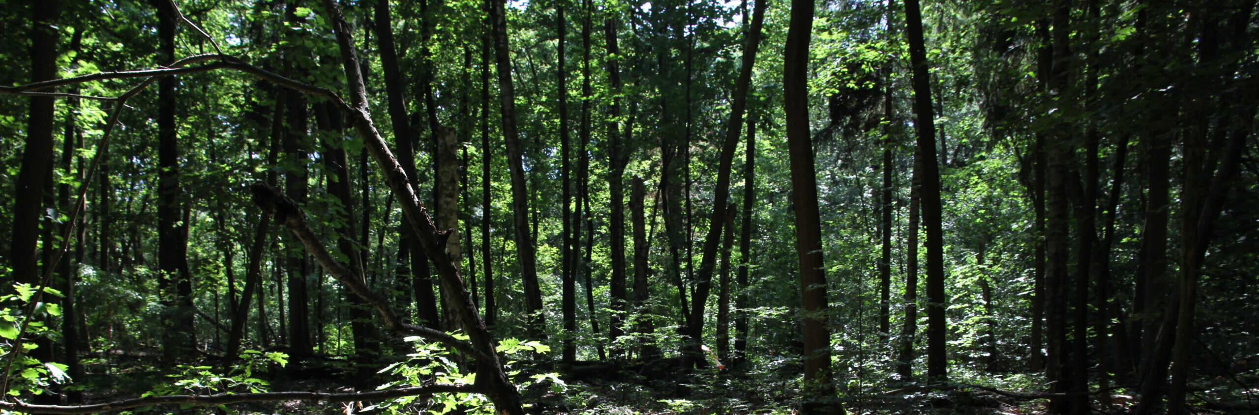Blick in den Laubwald der Bürgerheide