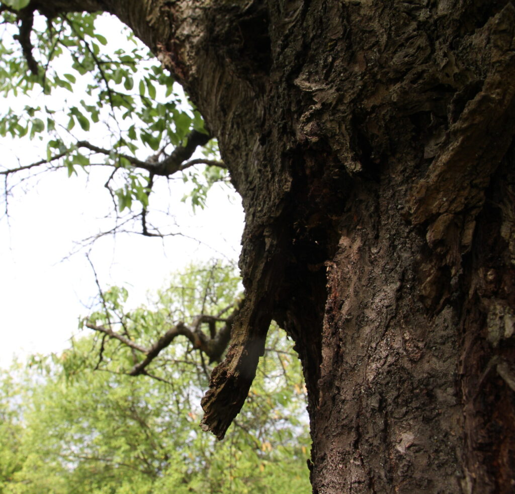 Eine nach unten geöffnete Rindentasche an einem Kirschbaum, ein potenzielles Fledermausquartier