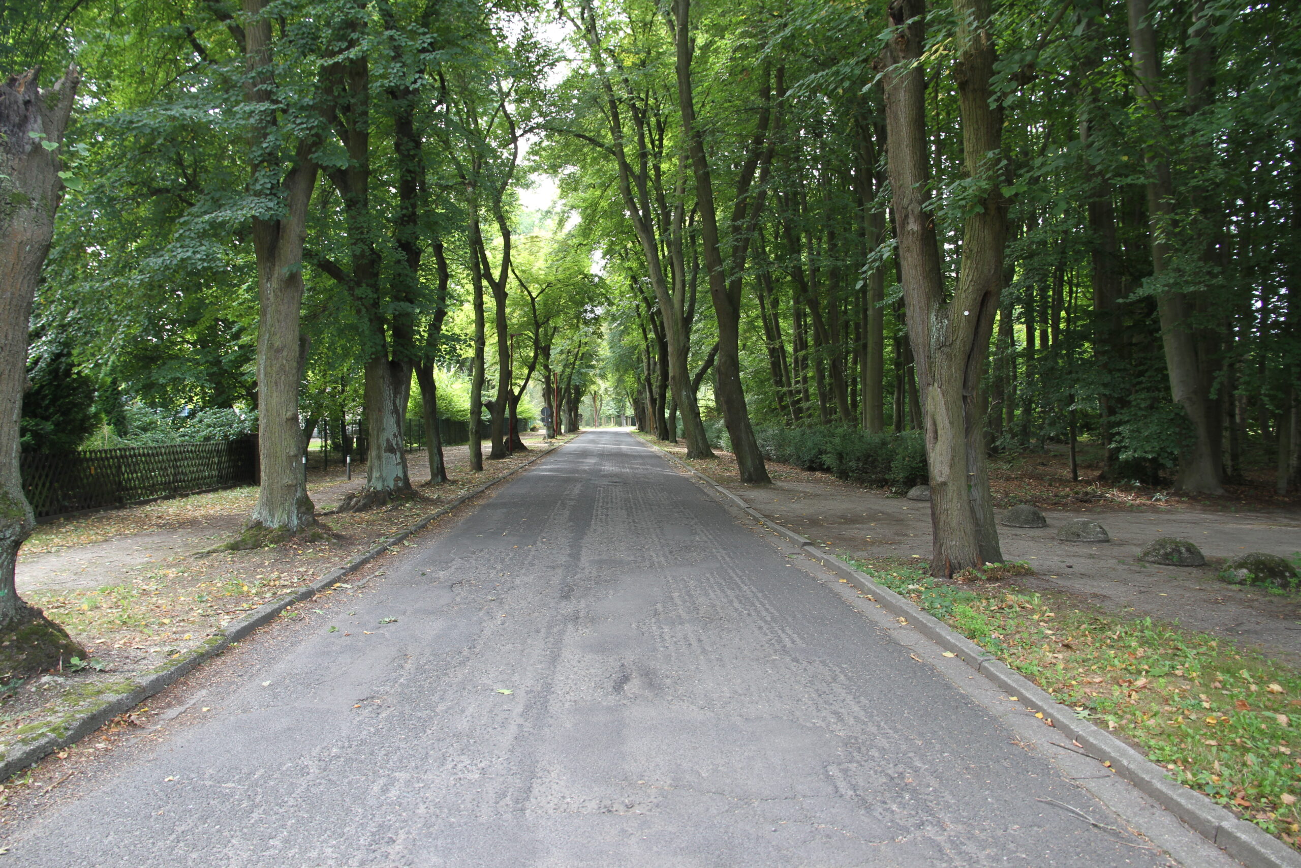 Bild einer Allee in Finsterwalde