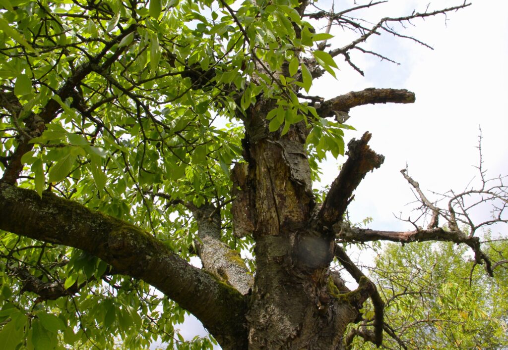 Ein alter Kirschbaum mit erheblichem Anteil an Totholz und Rindentaschen
