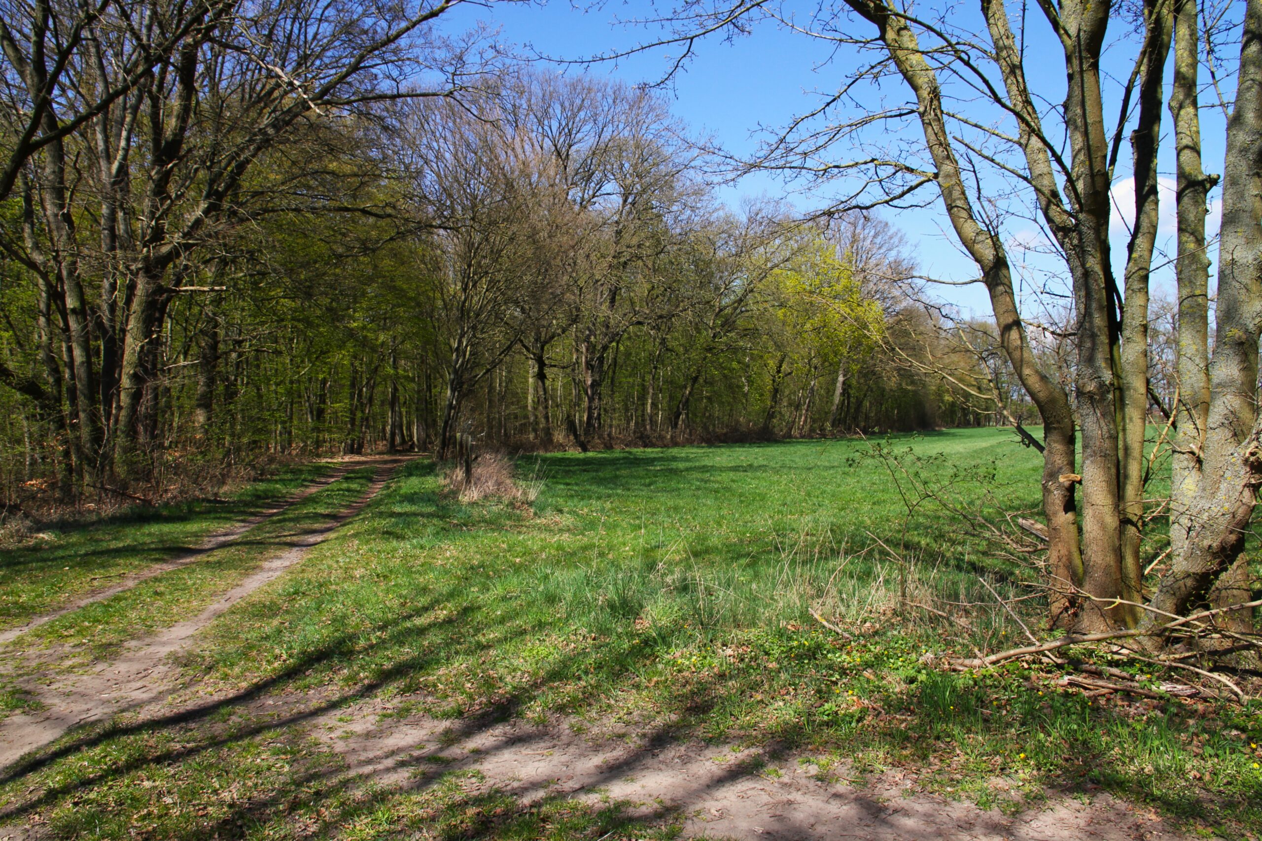 Blick auf einen Abzweig am Planetenweg Sonnewalde im Frühling