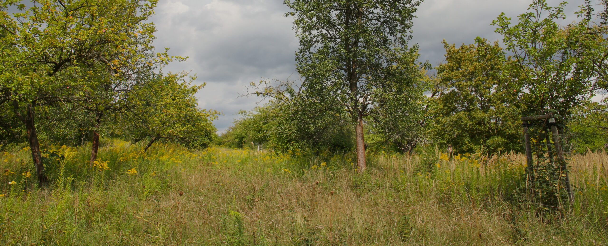 Blick über die Streuobstwiese Kirschplantage Plessa