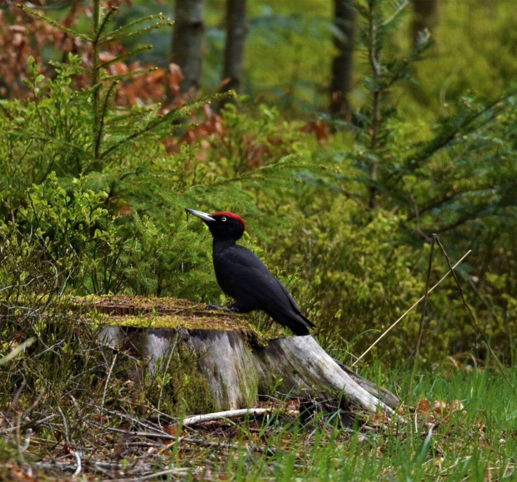 Ein Schwarzspecht am Waldboden