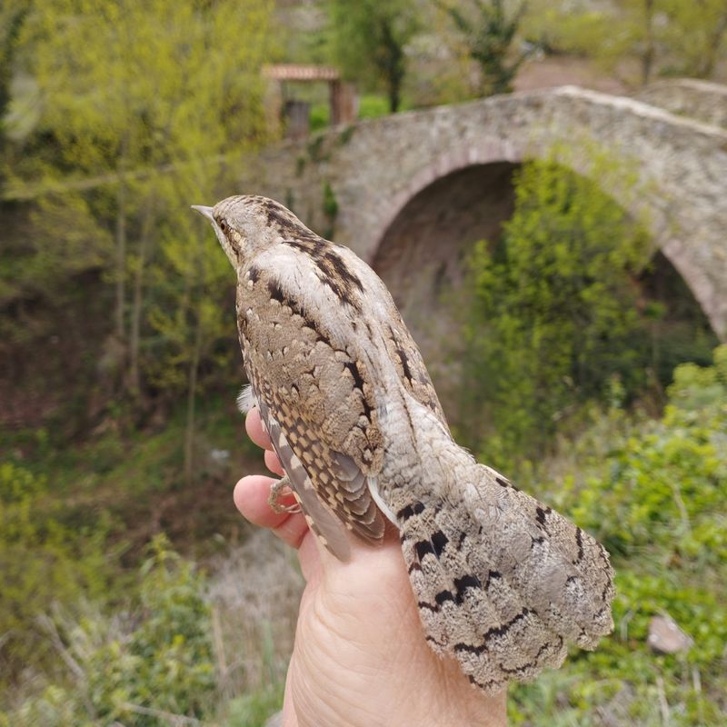 Ein Wendehals auf der Hand seines Fotografen